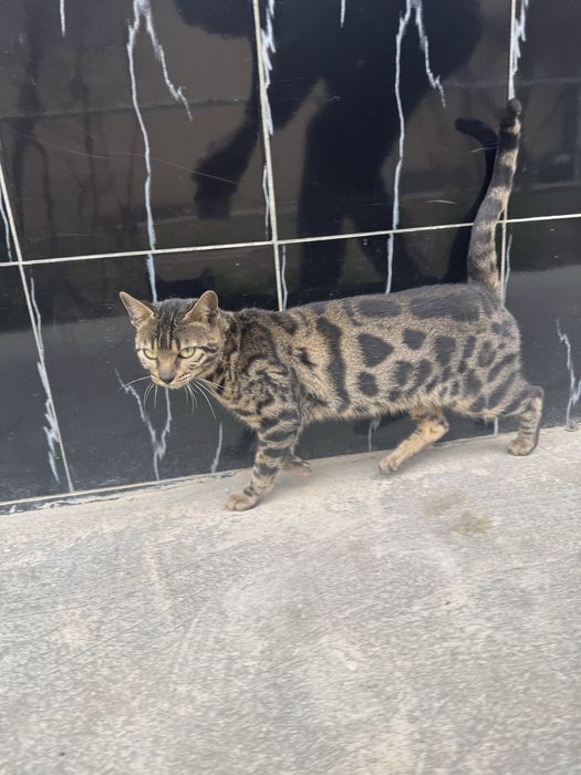 Bengaliskiy mushuk toza qon