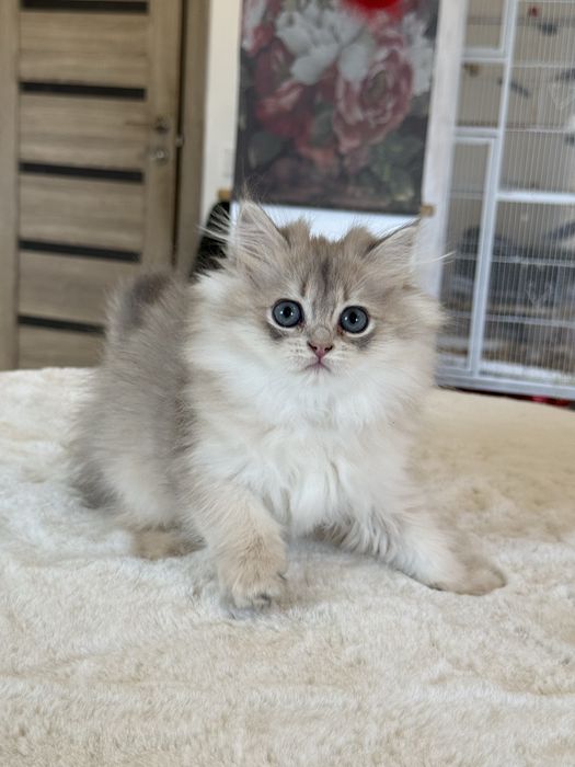 British Longhair