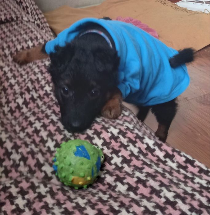 Ищем дом щеночку