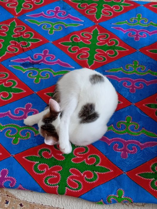 Отдам в добрые руки
