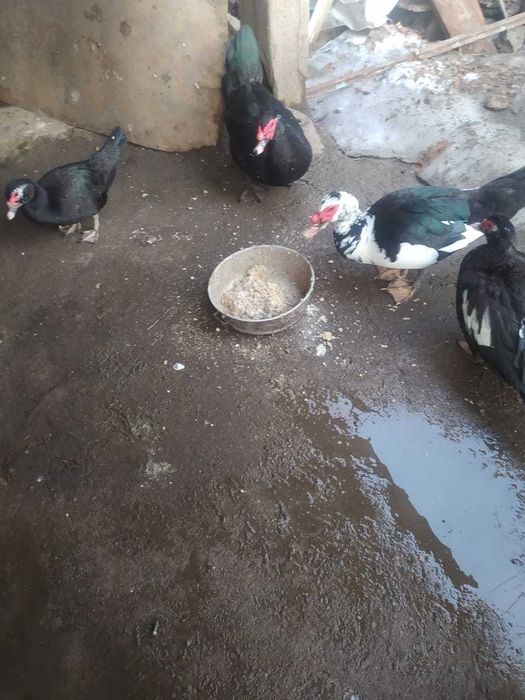 Индоутки утки селезен