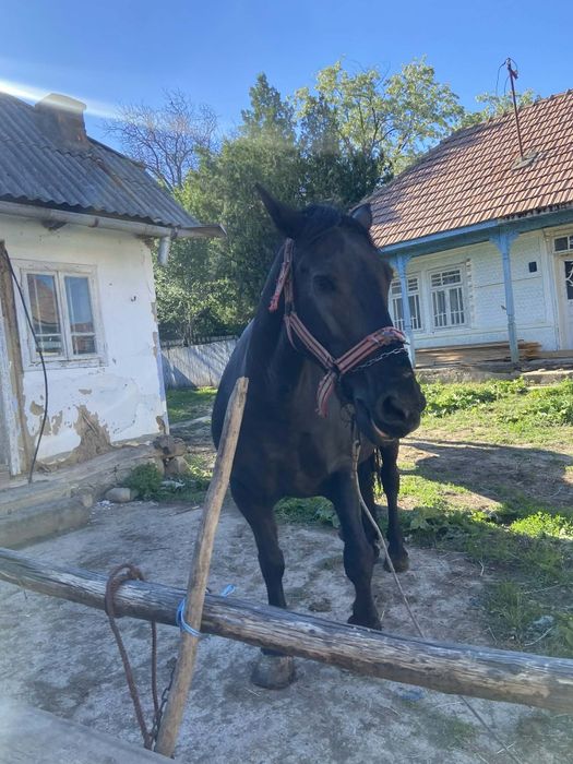 Vând iapa de 7 ani și o manza de 1 an și 3 luni. Mai multe detalii la nr de telefon0756671672