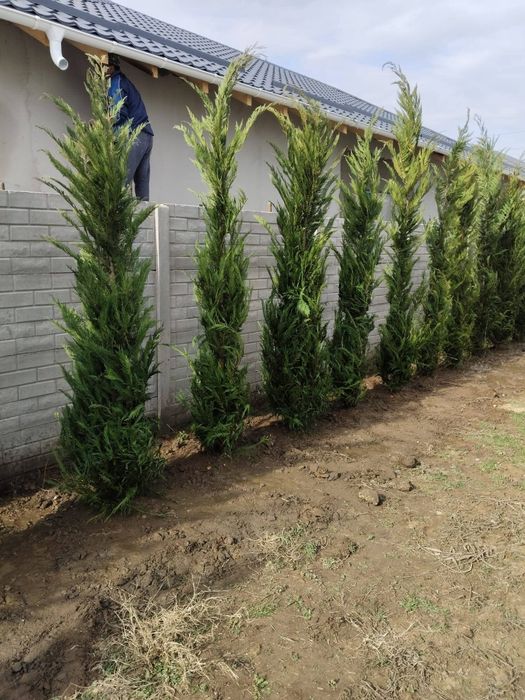 Tuia leylandii gard viu