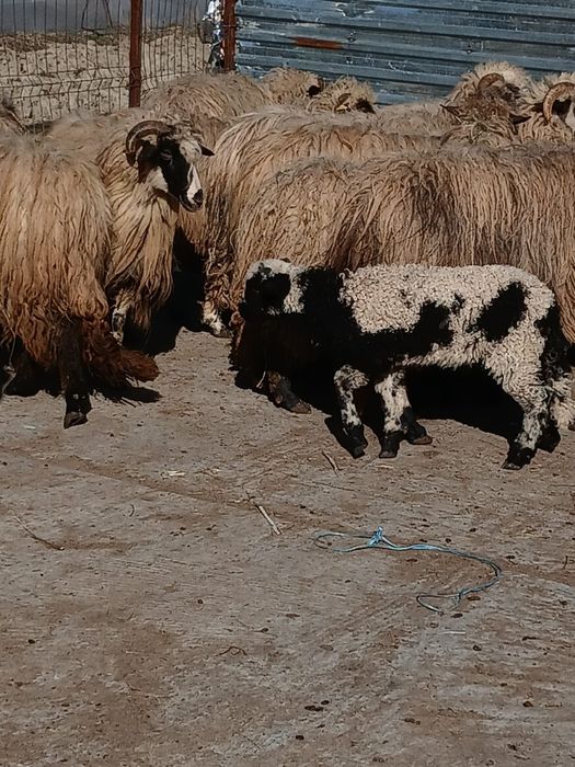 Oi cu miei de vanzare urgent