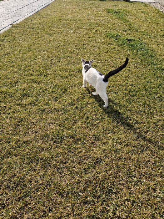 Donez 2 pisicute 6 luni