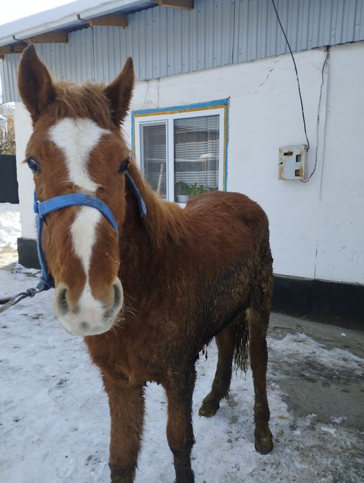 Продам лошадь жебчика