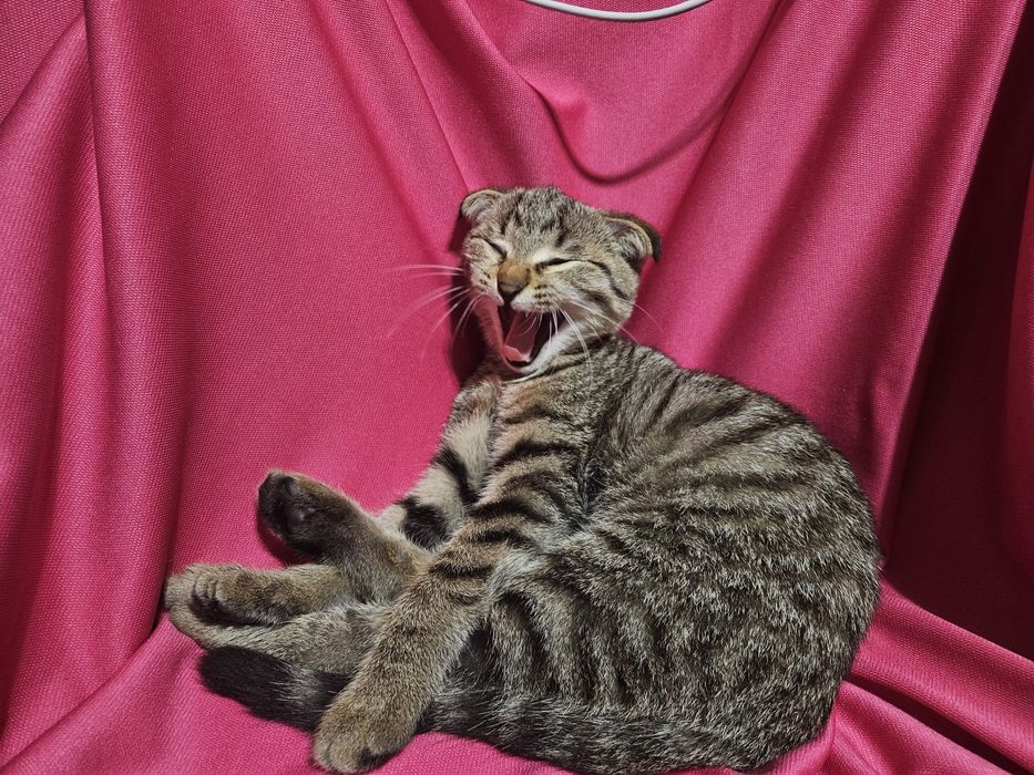Котёнок вислоухий. СРОЧНО!!!