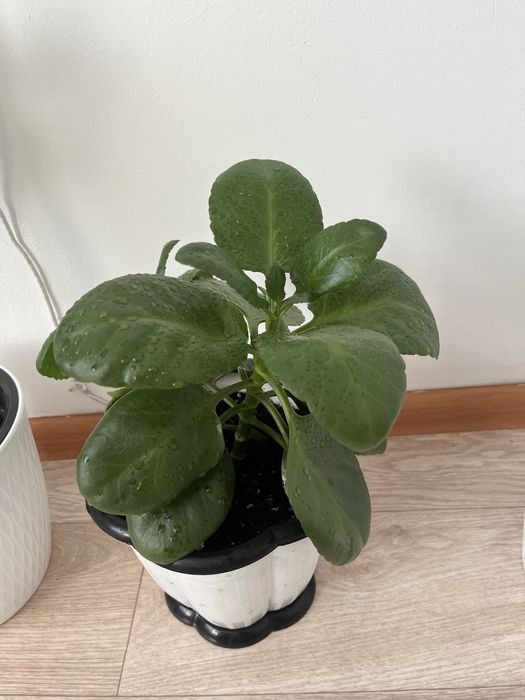 Продам комнатные растения