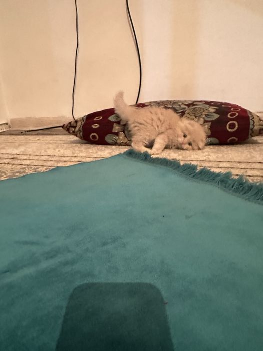 Шотланский вислоухи как мишутка