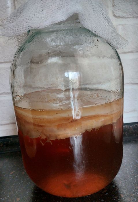 Чайный гриб.Комбуча