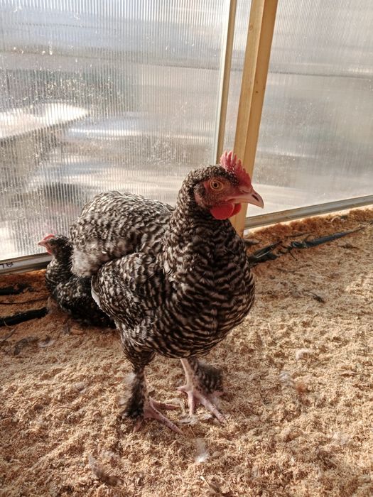 Молодые здоровые Петушки