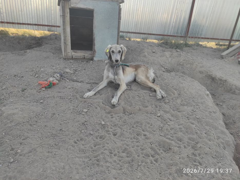 Пристраиваем собак