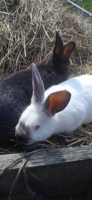 Кролики 1,5-месячные .