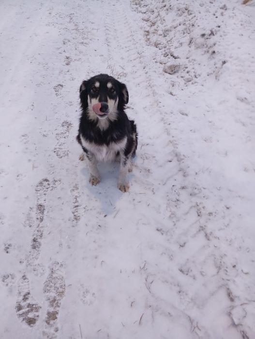 Отдам в добрые руки