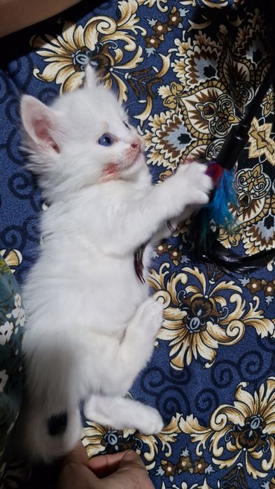 В добрые руки котенок