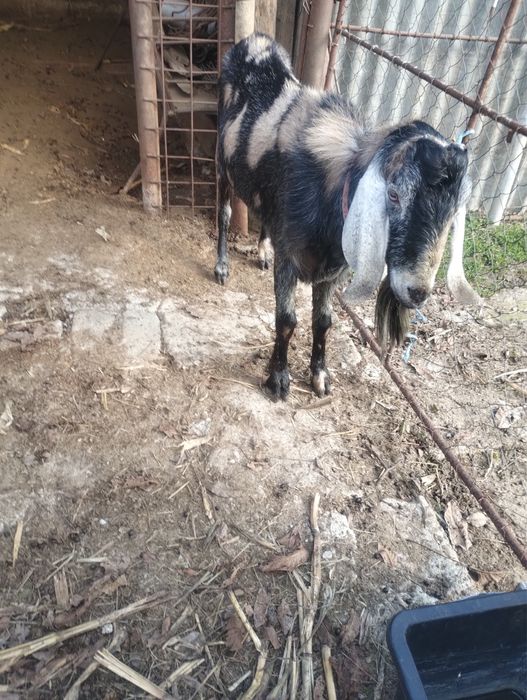 Vand sau schimb Tap anglo-nubian