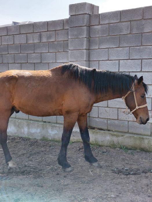 Продам жеребца.