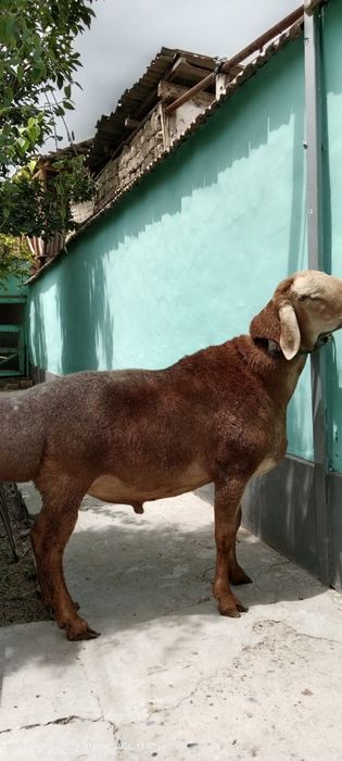 Yirik zotli qoʻchqor sotiladi