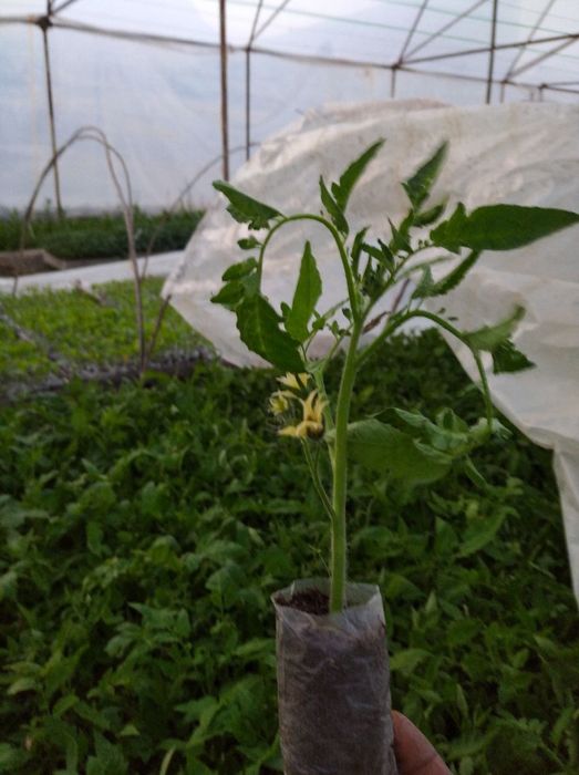 Pamidor koʻchati navi alamina