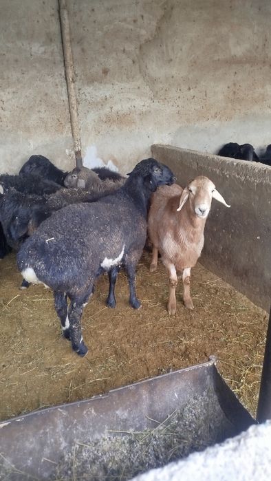 Qassob xizmati/qassobchilik xizmati