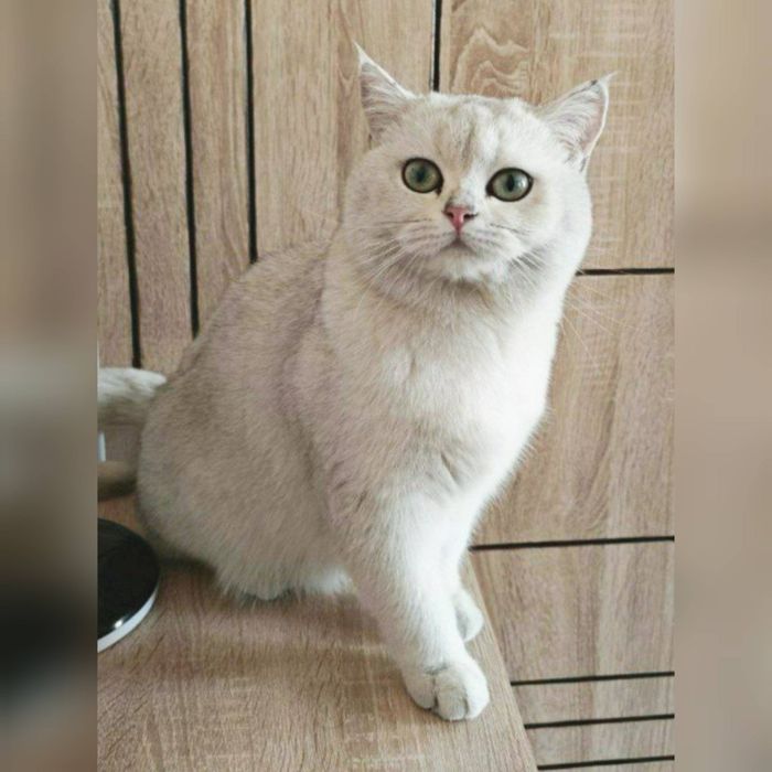 (Вязка) Vyazka xizmati arzon narxda Scottish fold