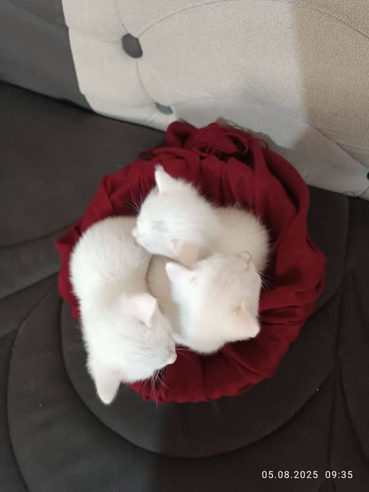 Chiroyli mushukchalar sotiladi! 500 000 sum kami bor