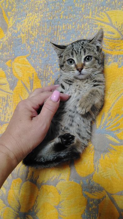 Девочка 2 месяца