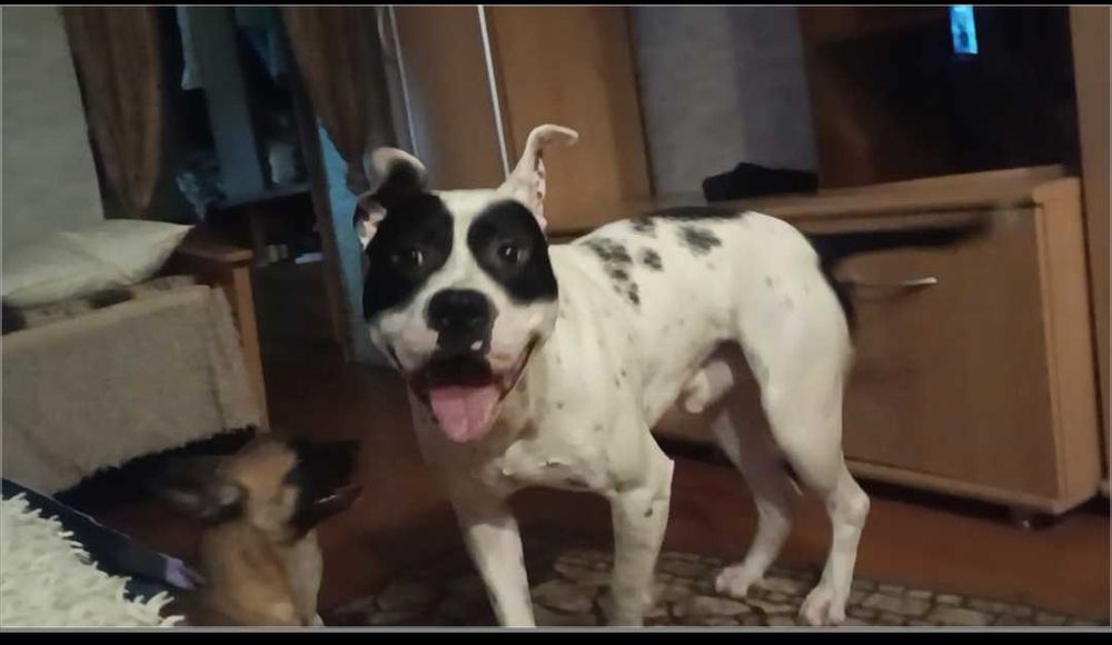 Сводка питбуля кабель 2 года