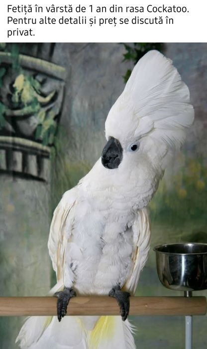 Papagal  Femelă Kakadu