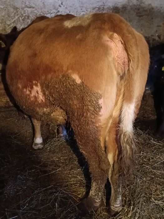 Vând vaca de 8 ani gestanta la 1februarie împlinește vremea