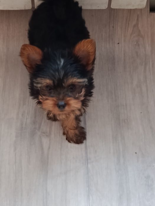 Йоркширский терьер