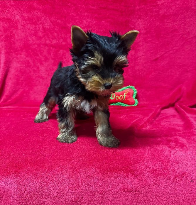 Yorkshire terrier mini toy