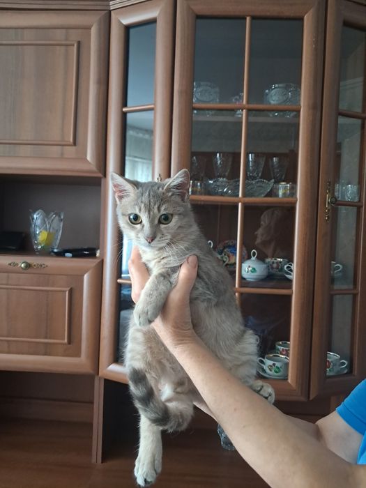Котенок [мальчик]в добрые руки