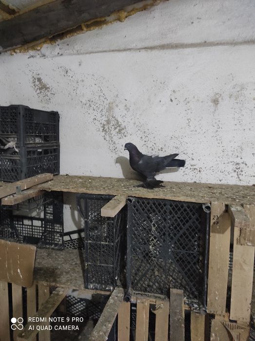 Продам голубей молодых