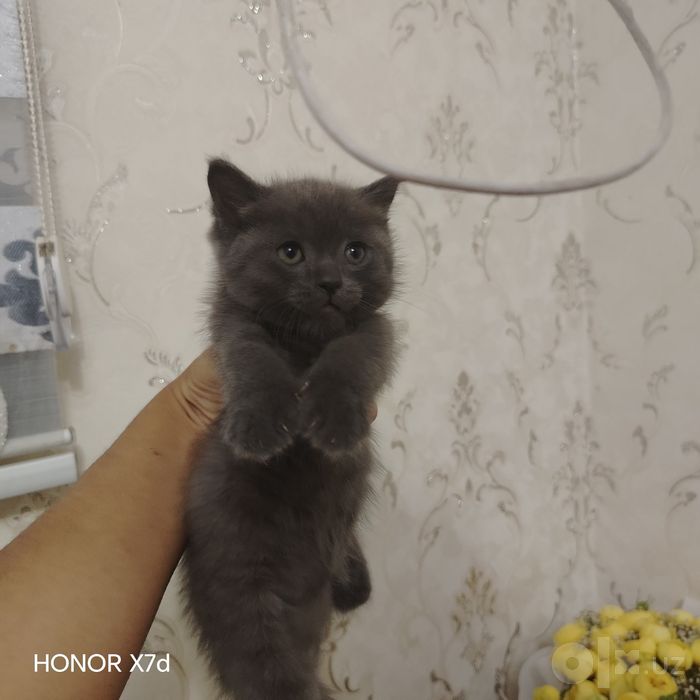 Mushuklar sotiladi arzon