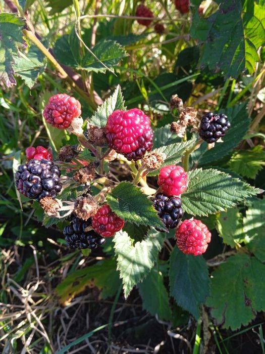 Butași de zmeur şi mur thornfree