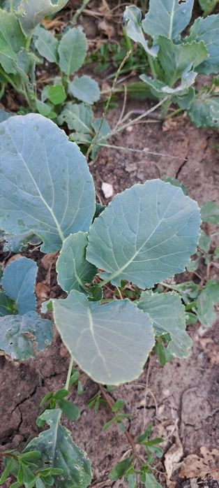 Кьосе разсад зеле