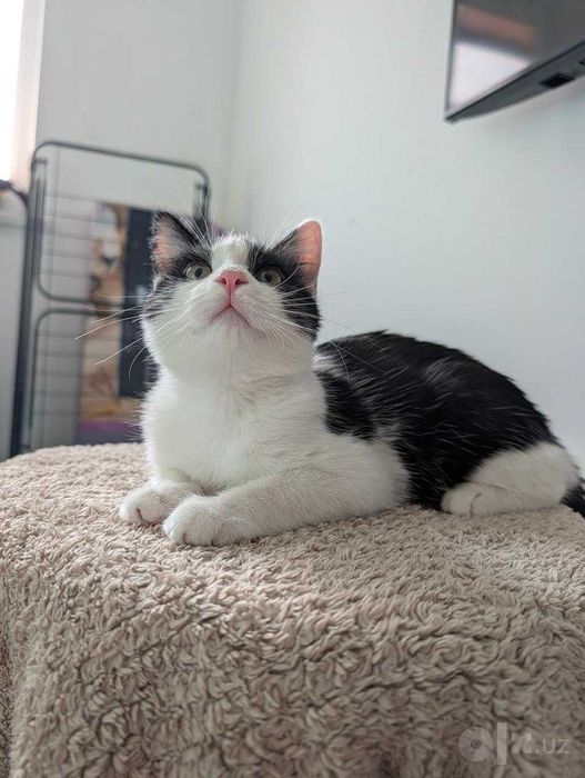 Котёнок Пошка, отдается в добрые руки!