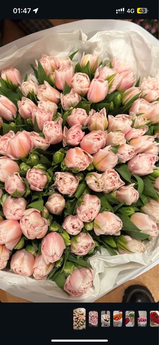 Свежие тюльпаны оптом и в розницу