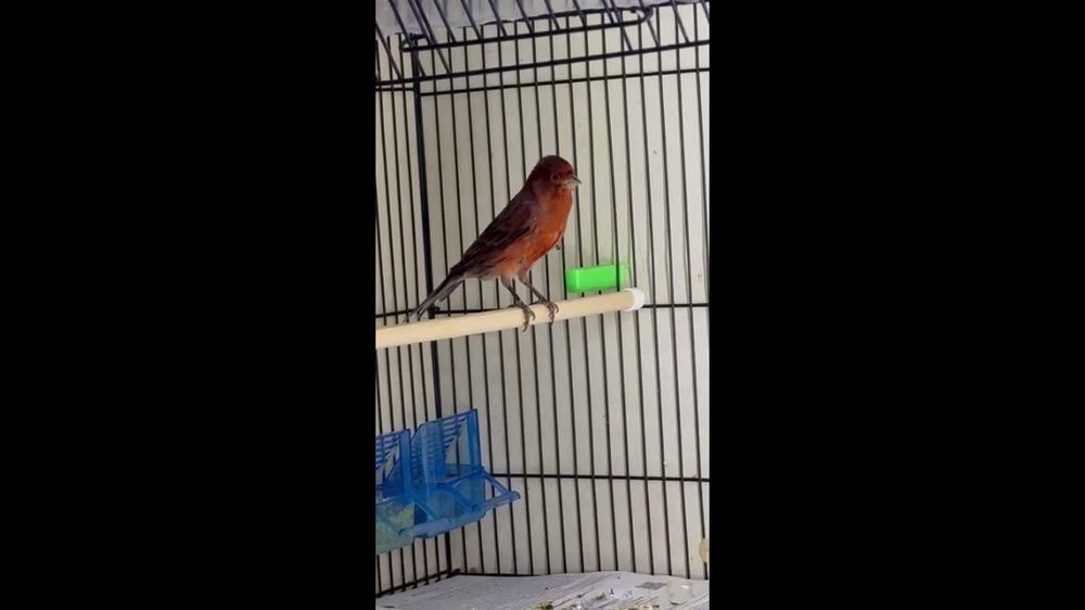 канарейка нар сотилади 2 та