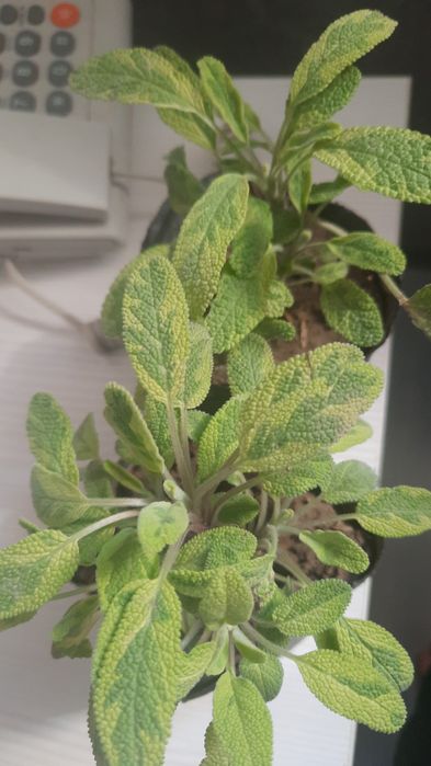 Шалфей,  темьян,  чабрец, лаванда ,пряные травы