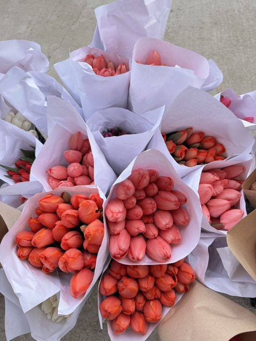 Lola Optomga  тюльпан