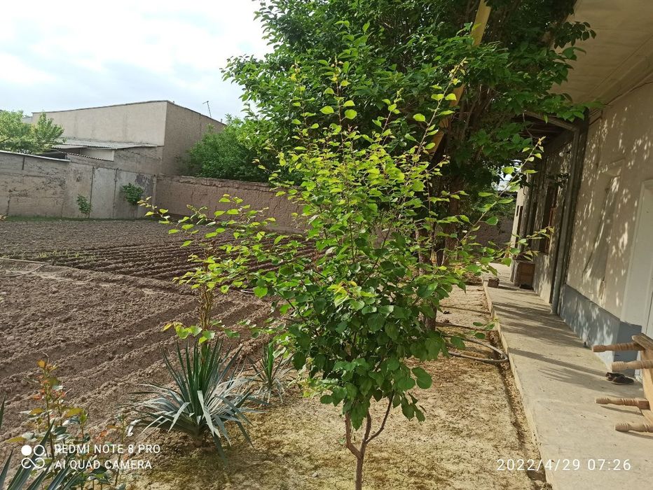 Йер сотилади Тошкент тумани (16 йиллик) 5 сотих