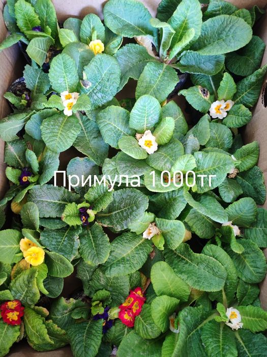 Продам цветы, комнатные и садовые.