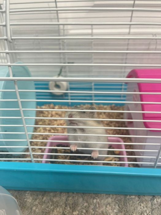 Хомяк  с домиком