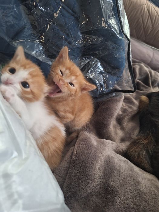 ПОДАРЯВАМ котенца