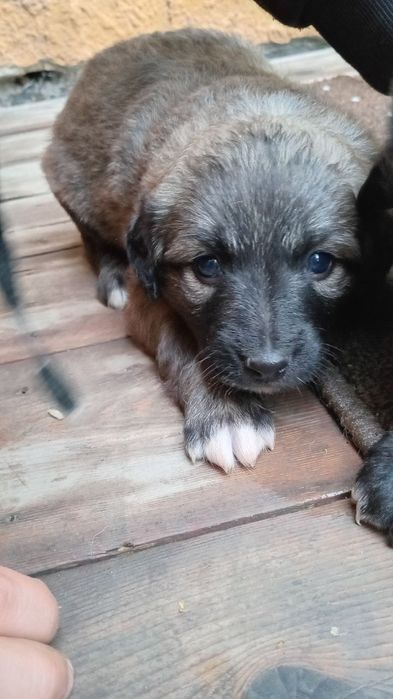 Щенки маленькие домашние