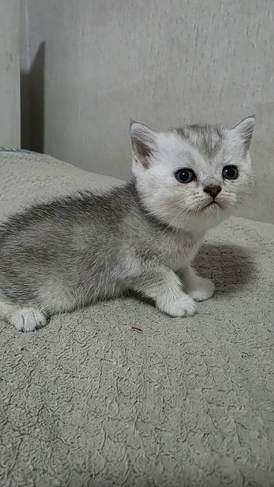 Продам шотландских котят