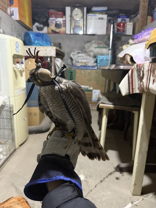 Птица ястреб перепелятник