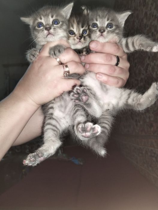 Отдам даром. Бесплатно. В хорошие руки